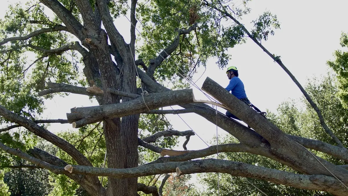 Professional Hazardous Tree Removal performed by certified arborists in Kingsville