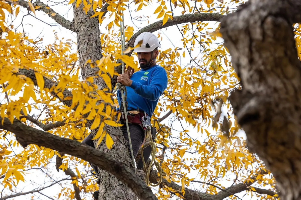 Skilled Tree Pruning crew working in Kingsville